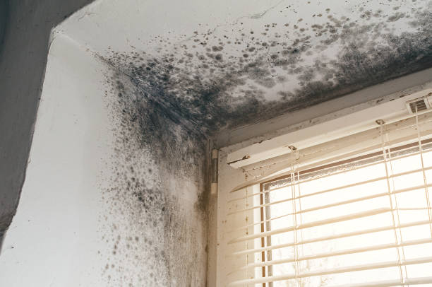 Affordable Basement Mold Removal solutions in Osterburg, PA